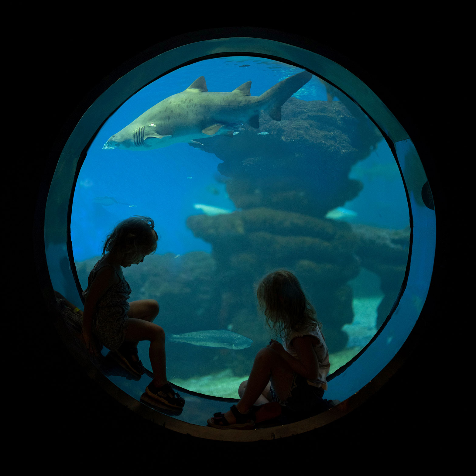 Fototipps Silhouette perfekt licht verstehen aquarium